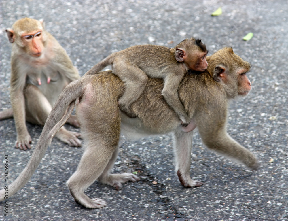 Obraz premium Wickedness monkey, Pattaya, Thailand