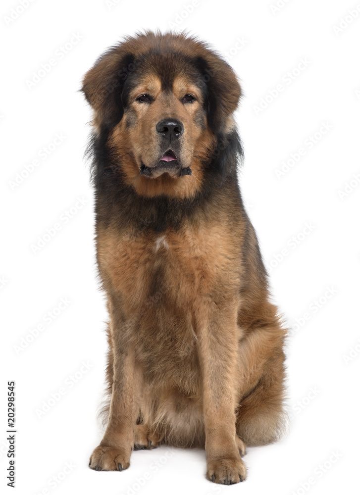 Tibetan mastiff, sitting in front of white background Tibetan mastiff, sitting in front of white background