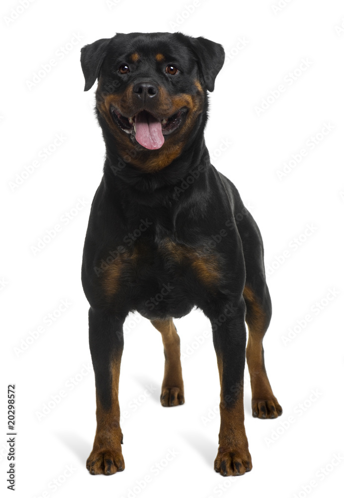 Rottweiler, 2 years old, standing in front of white background Rottweiler, 2 years old, standing in front of white background