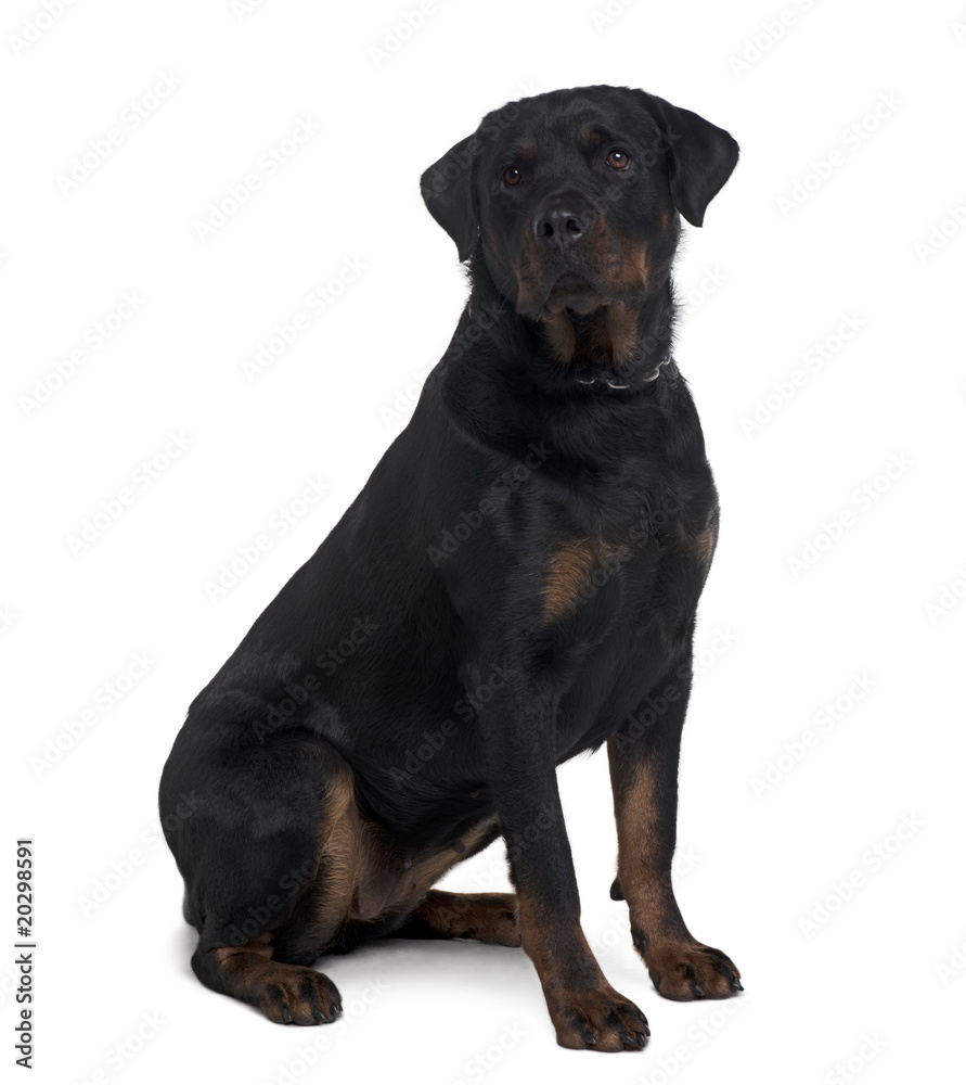 Rottweiler, 2 years old, sitting in front of white background