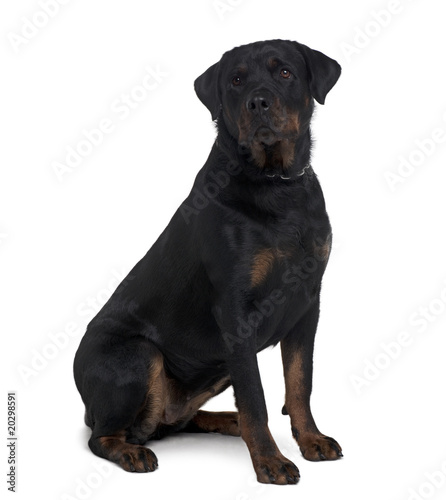 Rottweiler, 2 years old, sitting in front of white background