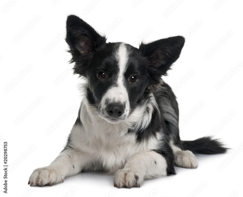 Front view of Border collie, lying down