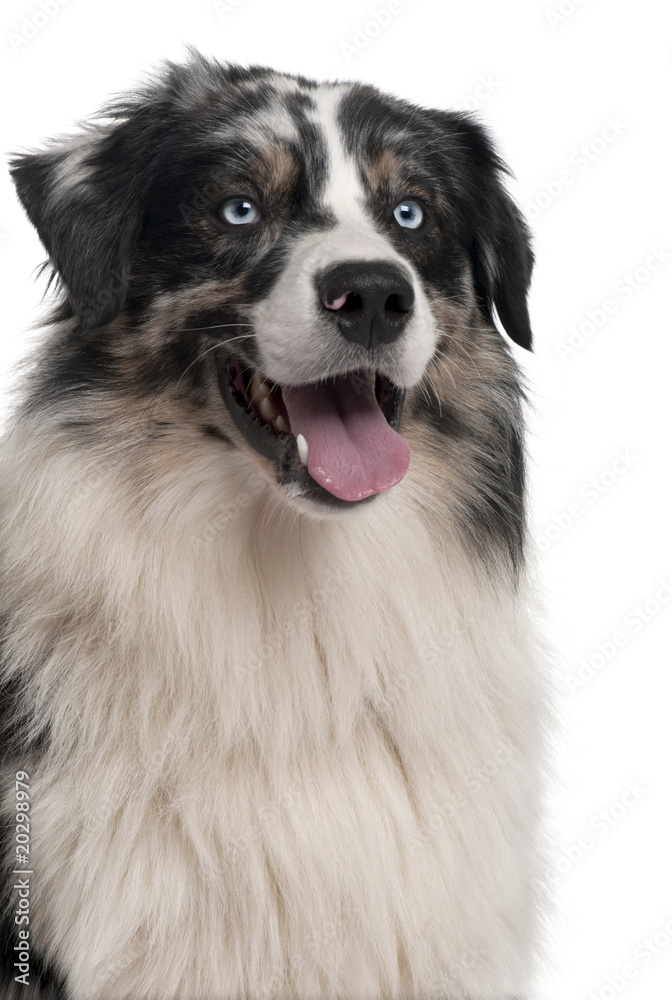 Colse-up of Australian Shepherd dog, panting Colse-up of Australian Shepherd dog, panting