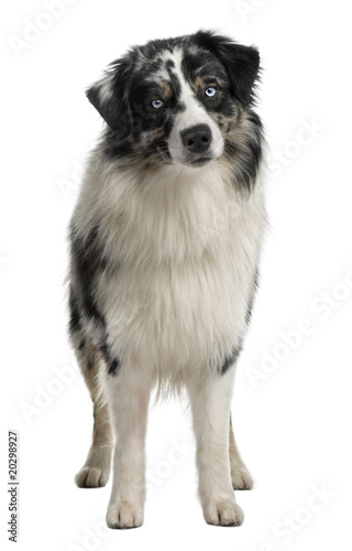 Australian Shepherd dog, standing in front of white background