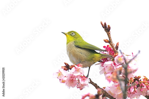 メジロと寒桜