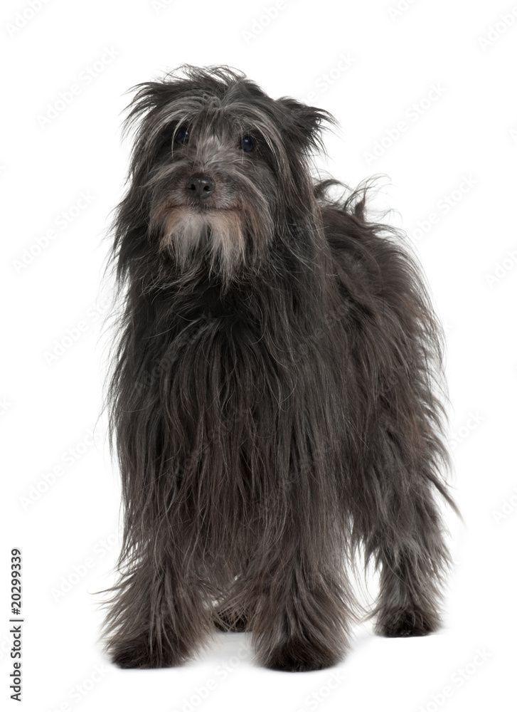 Pyrenean Shepherd dog standing in front of white background Pyrenean Shepherd dog standing in front of white background