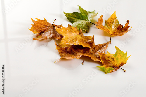 Herbst,Ahornblaetter auf weiss