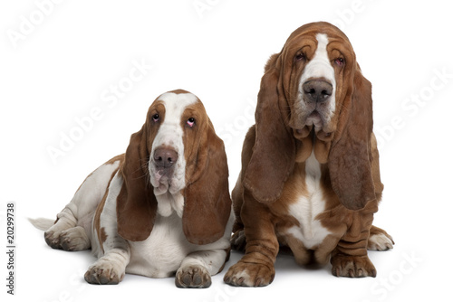 Two Basset Hounds, sitting in front of white background