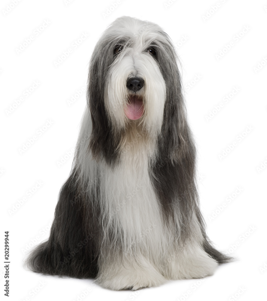 Bearded Collie, sitting in front of white background Bearded Collie, sitting in front of white background