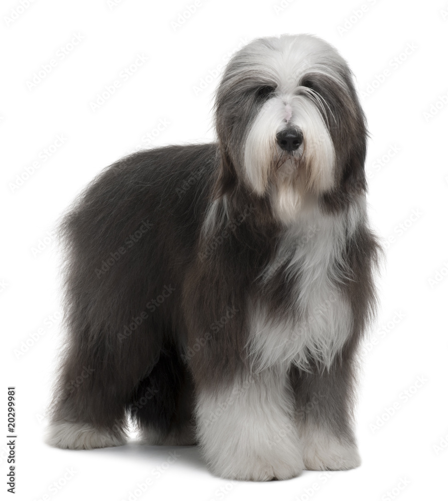 Bearded Collie, standing in front of white background