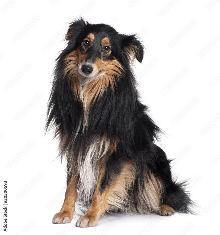 Sheltie dog, sitting in front of white background Sheltie dog, sitting in front of white background
