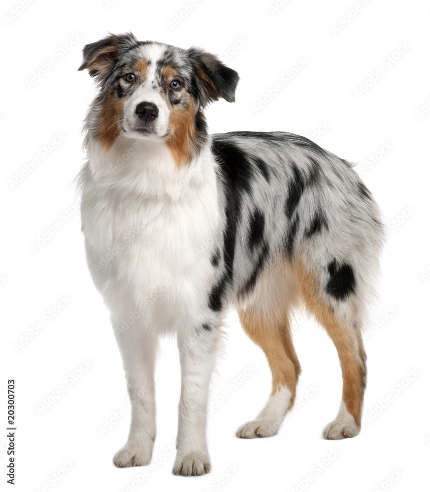 Australian Shepherd dog, standing in front of white background Australian Shepherd dog, standing in front of white background