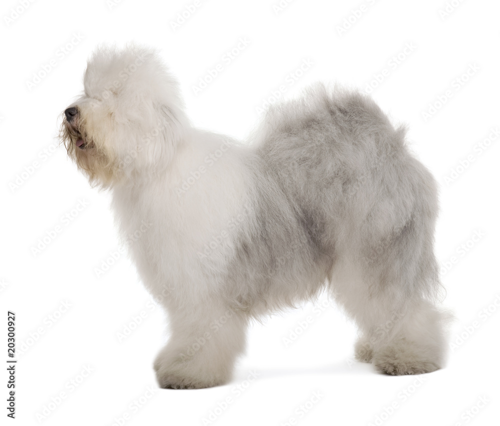 English Sheepdog, standing in front of white background