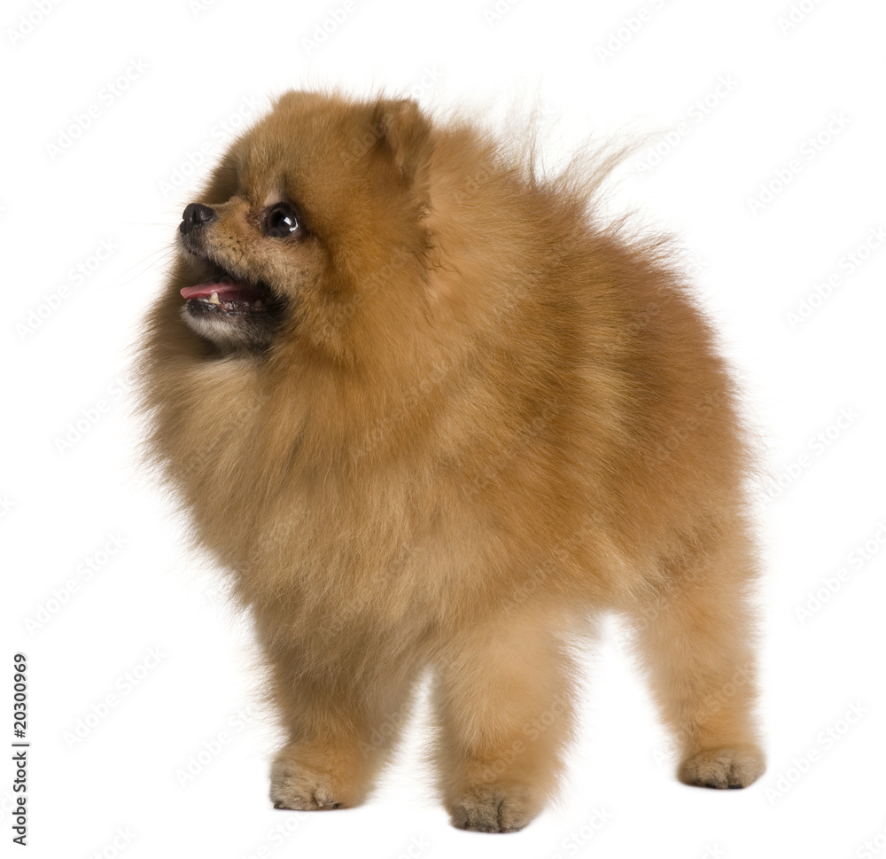 Pomeranian dog standing in front of white background Pomeranian dog standing in front of white background