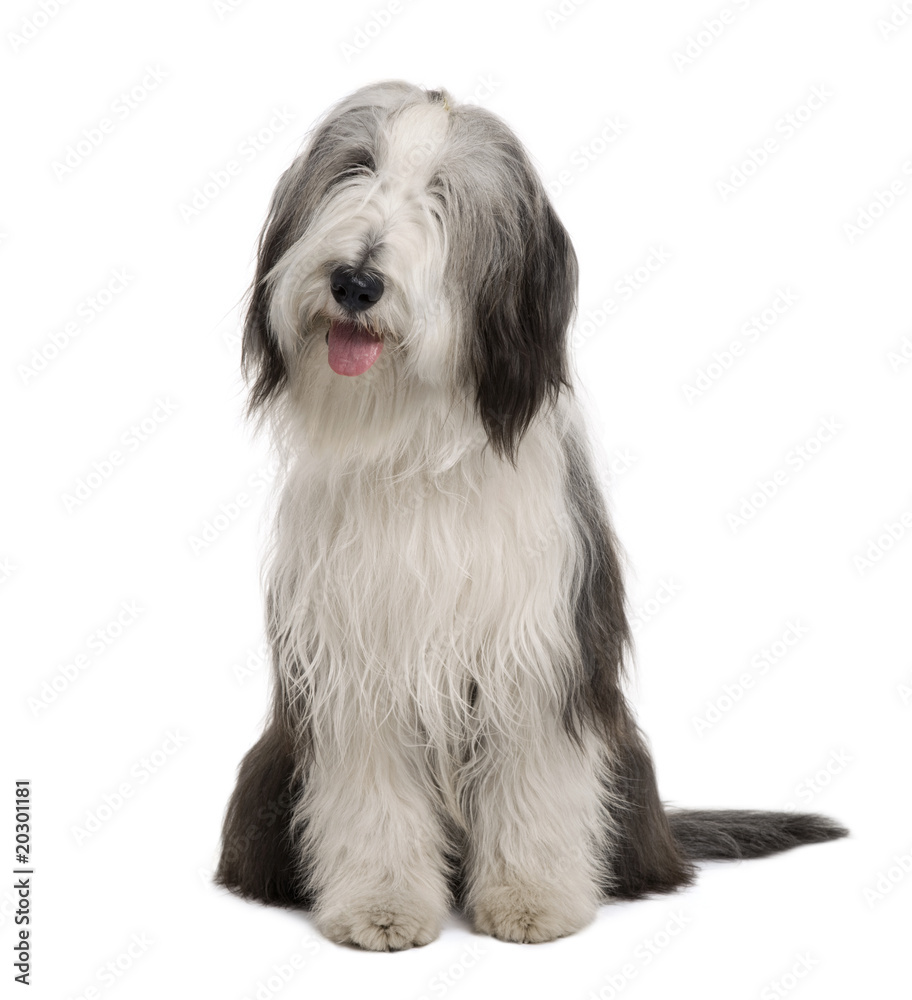 Bearded Collie, sitting in front of white background