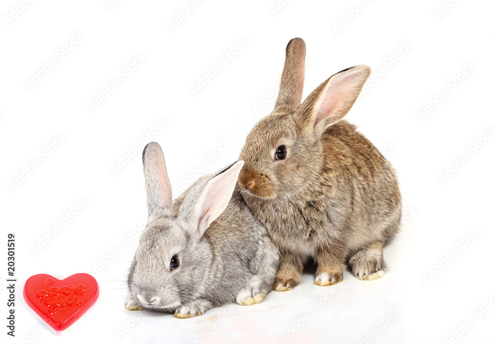 Naklejka premium Curious young rabbits