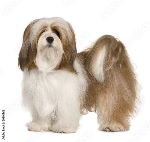 Lhasa apso, 1 year old, standing in front of white background