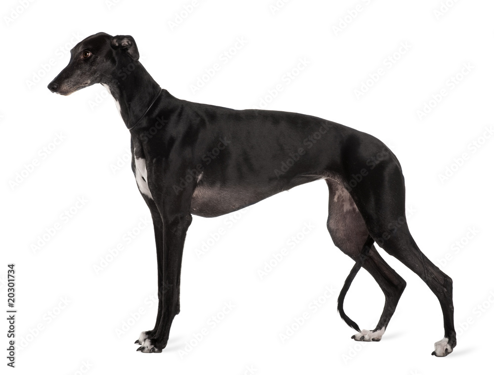 Obraz premium Greyhound dog, standing in front of white background