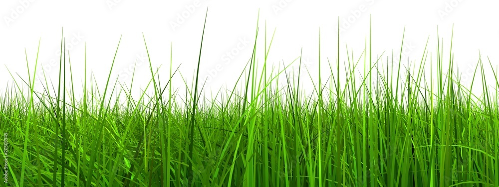 High resolution 3d green grass isolated on a white High resolution 3d green grass isolated on a white