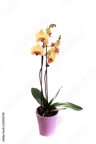 Orchidee