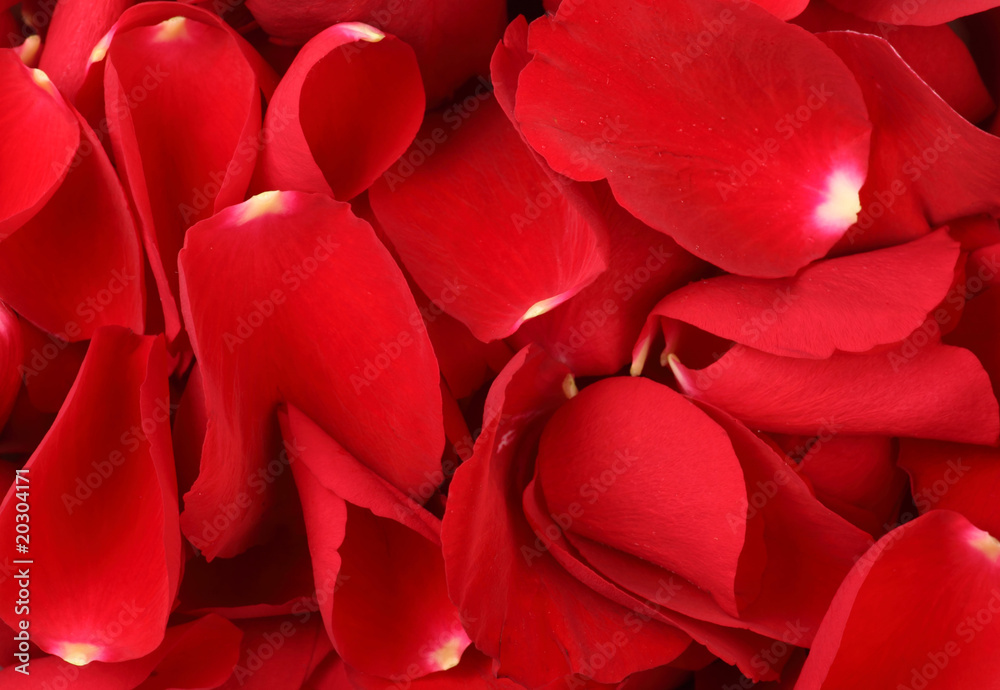 Rosenblätter Rosenblätter