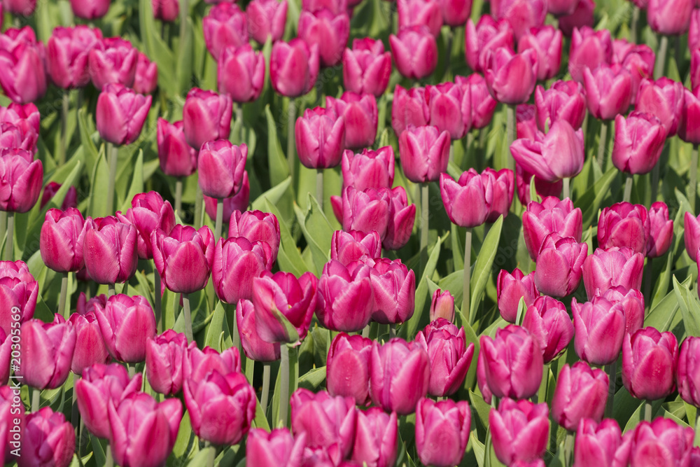 Glade of purple tulips