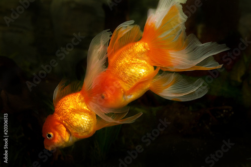 Goldfisch paar