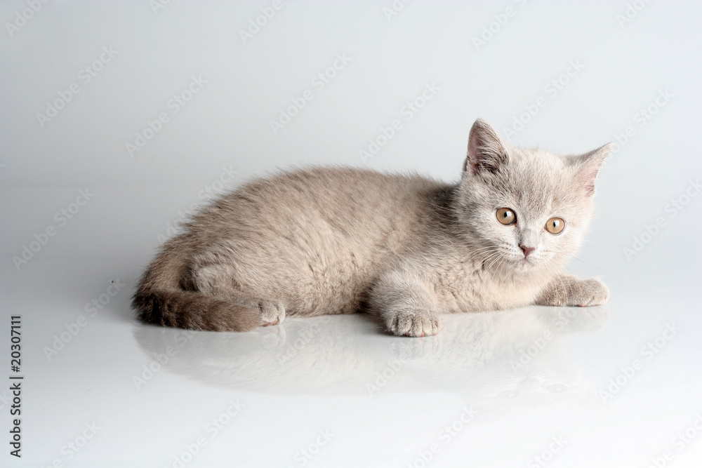 British kitten in studio on the gray background