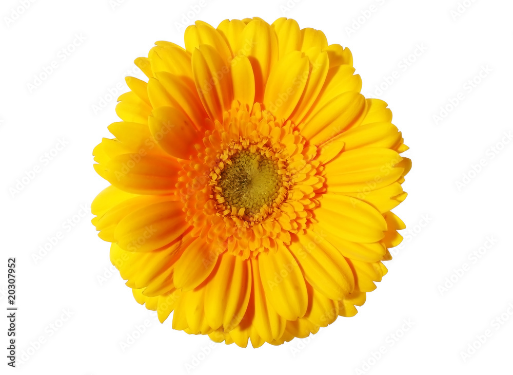 Fototapeta premium flowers #9