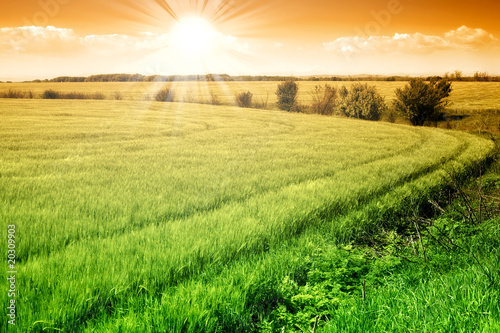 Field of green fresh grain and sunny sky