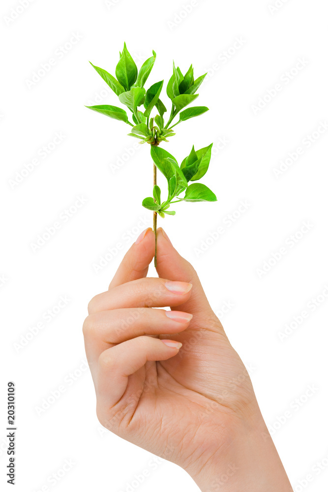 Hand with plant