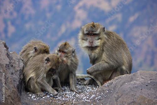 Monkeys on Lombok island, Indonesia © Christian Haessler