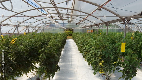 Hydroponic cultivation of tomatoes in greenhouse