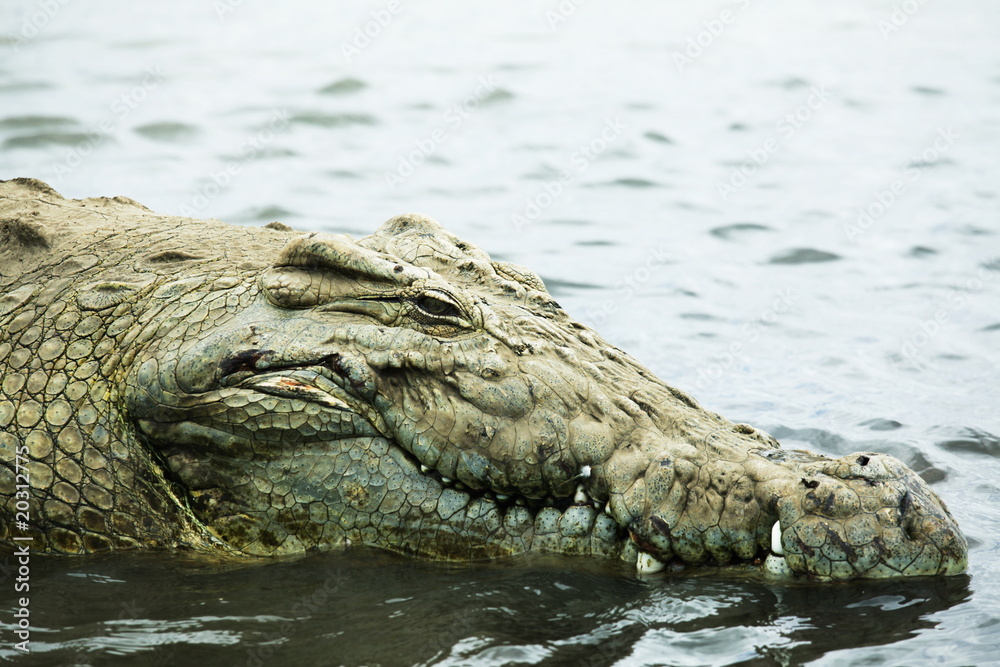 Fototapeta premium Crocodile