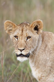 Curious Lion cub