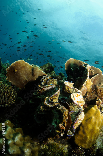 giant sea clam