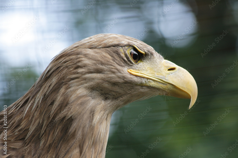 Obraz premium head of eagle