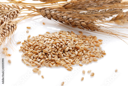 Ear and grain of the wheat