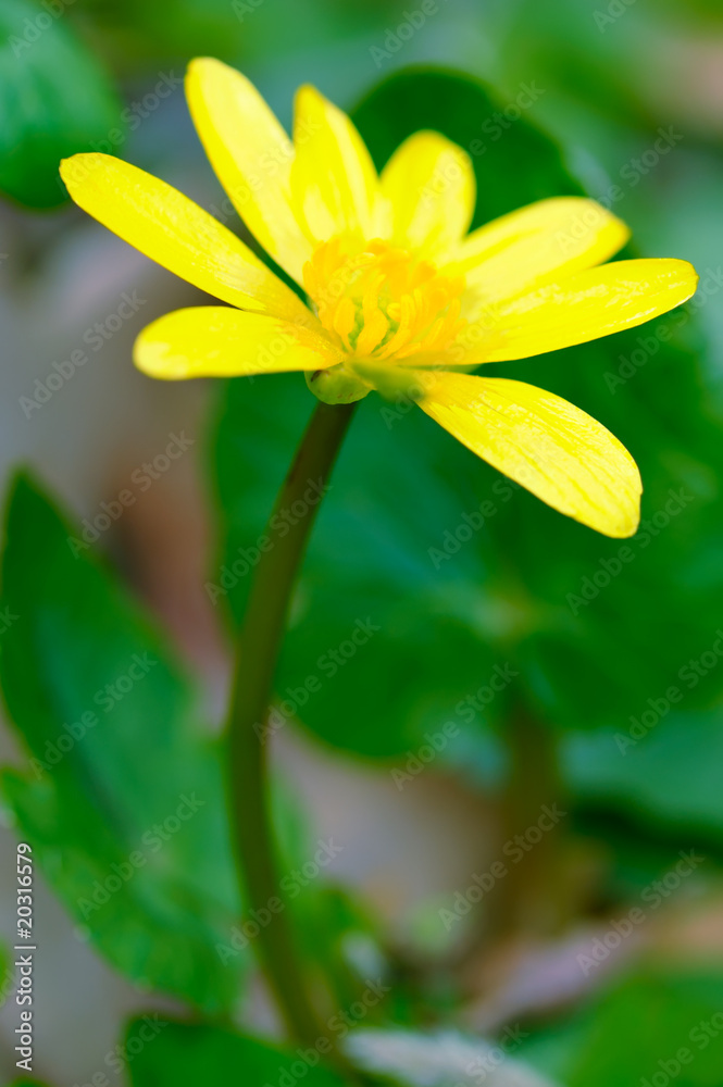 Yellow anemone flower Yellow anemone flower