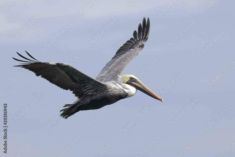 Obraz premium brown pelican, pelecanus occidentalis