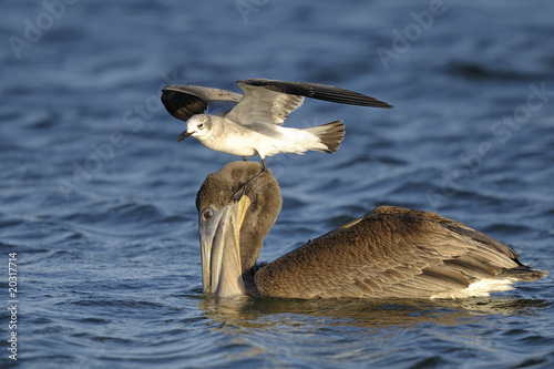 brown pelican, pelecanus occidentalis