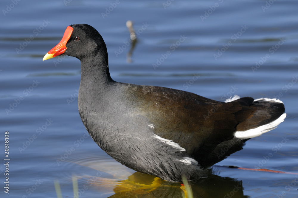 common moorhen, gallinula chloropus common moorhen, gallinula chloropus