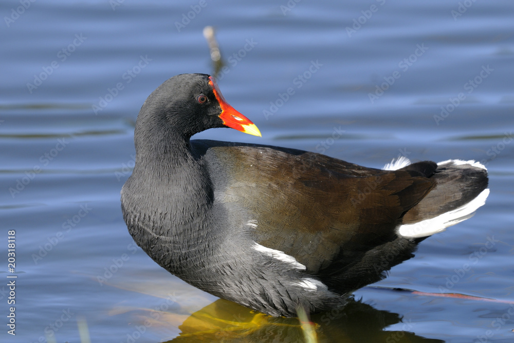 common moorhen, gallinula chloropus common moorhen, gallinula chloropus