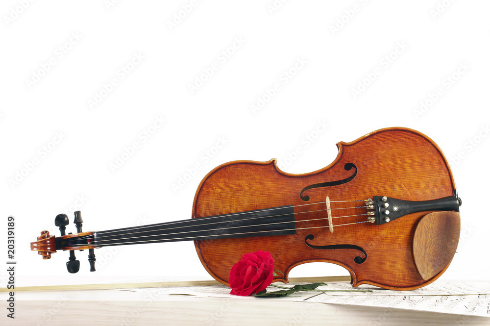Fototapeta premium Viola