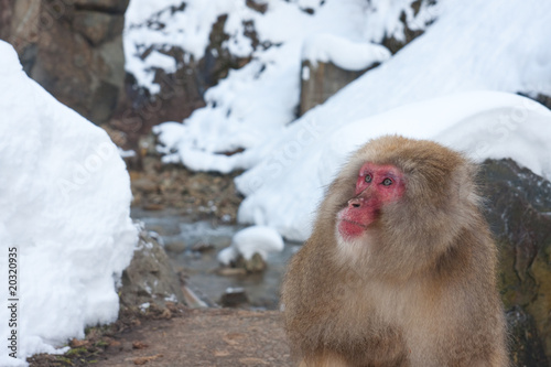 Japanese snow monkey © Tony Schönherr