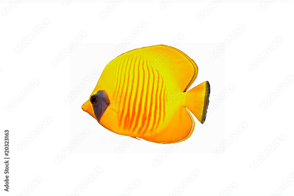 Butterfly fish isolated on a white background