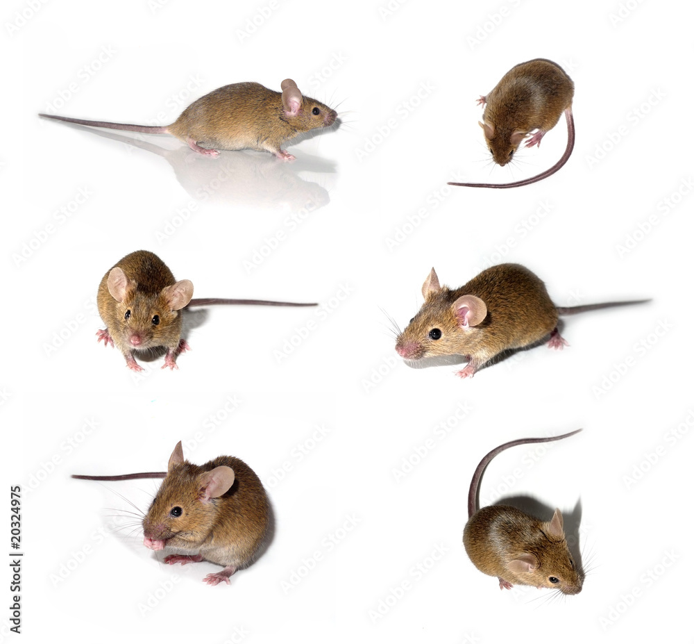 mice collection mice collection