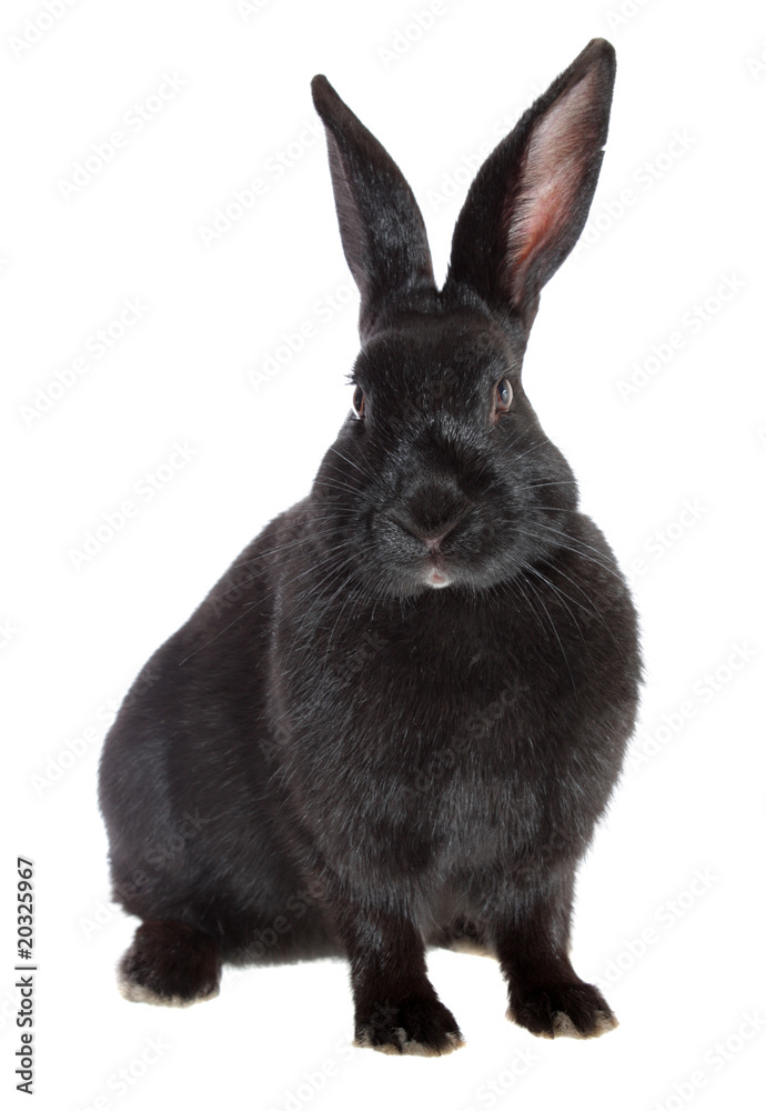 Obraz premium rabbit, isolated.