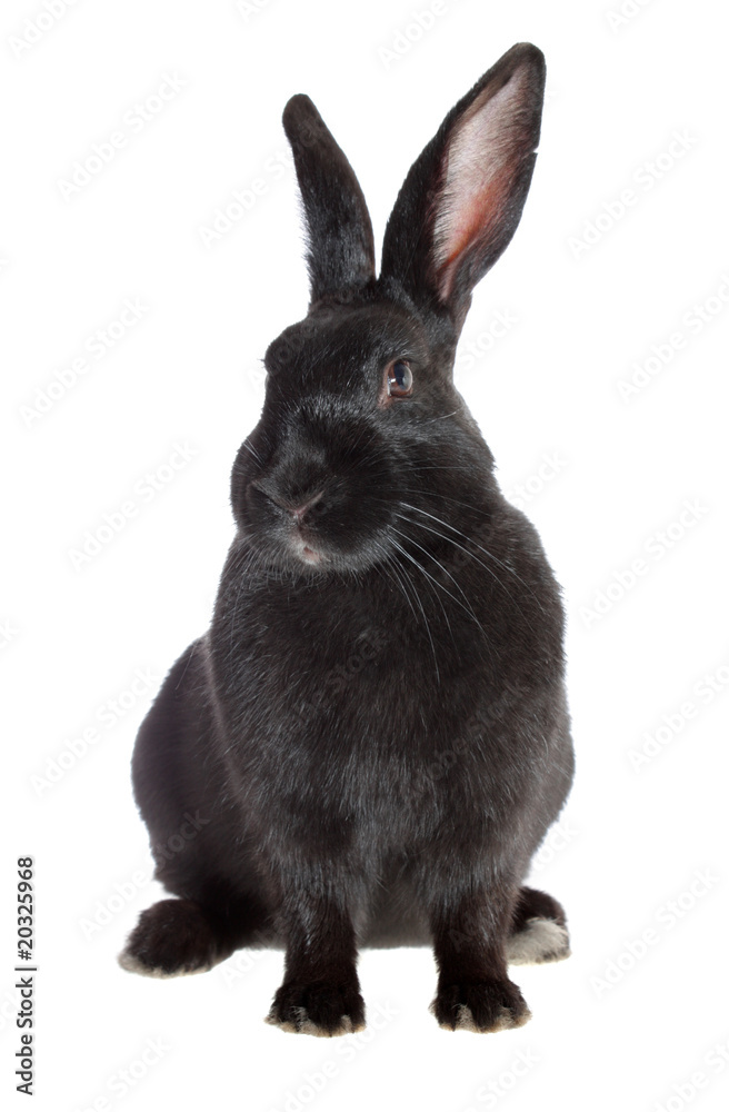 Fototapeta premium black rabbit.