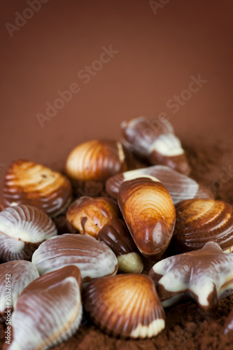 Swiss Chocolate Seashells border